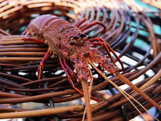 Seafood Cruise Lobster