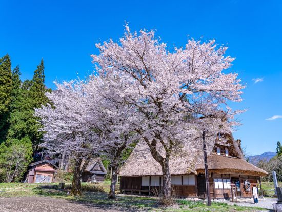 五箇山 菅沼合掌造り集落ウォーク　五箇山御膳の昼食付き＜午前／五箇山＞
