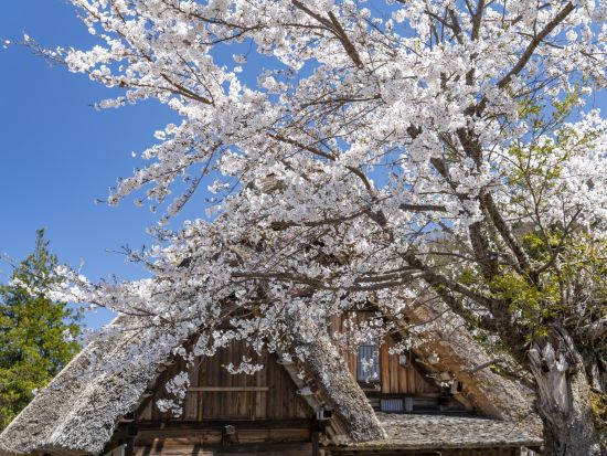 貸切観光タクシー 白川郷＋五箇山 世界文化遺産の合掌造り集落を散策！＜6時間／1～4名／金沢発着＞by 石川近鉄タクシー