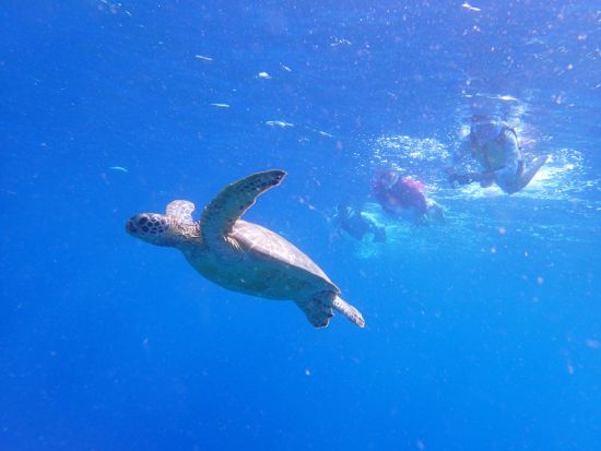 サバニクルージング体験 1組限定貸切！沖縄の"伝統的な船"で綺麗な海と自然を冒険！シュノーケリングやサンセットを楽しめるプランあり！＜半日／石垣島＞