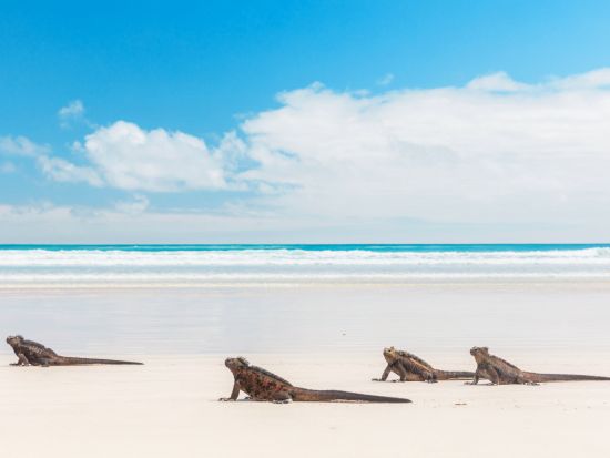 バルトラ空港⇔サンタクルス島内ホテル 混載送迎シャトル☆観光スポット立ち寄りプラン有り♪＜送迎＆フェリー代金込／英語ドライバー＞
