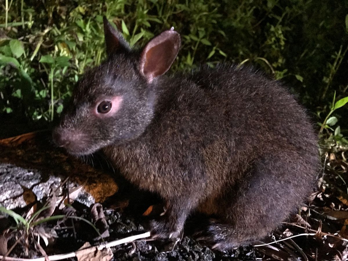 Amami Oshima Night Safari: Forest Walking Tour with Expert Guide