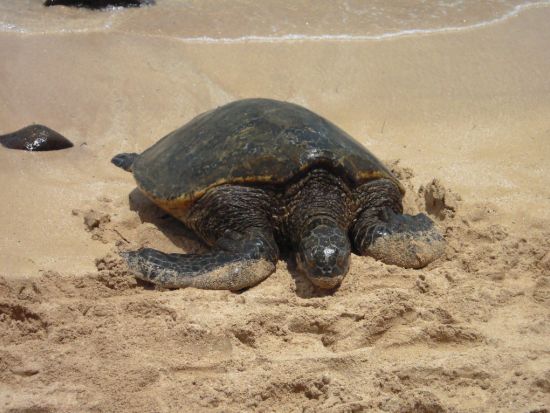 バン貸切チャーター　人気ガイドのグレン・大城さん確約！ハワイ在住30年以上のベテランガイドによるオーダーメイドツアー＜1～12名／6～12時間／日本語ガイド＞