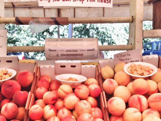 マウントフッド＆コロンビア渓谷ツアー ＜英語ガイド＞