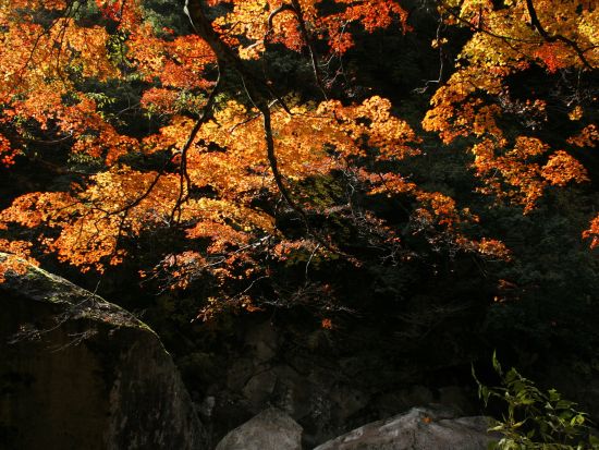 【VIVANT】櫻井家住宅/可部屋集成館から鬼の舌震までの聖地巡礼ツアー 出雲大社＋たたらで栄えた奥出雲の貸切観光タクシー＜5時間30分～／1-4名／松江市発＞