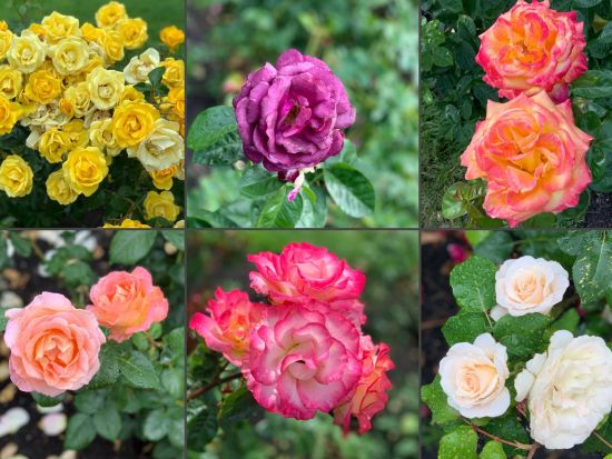 ポートランド市内 観光ツアー ＜英語ガイド＞