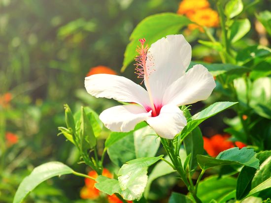 shutterstock_1263127504