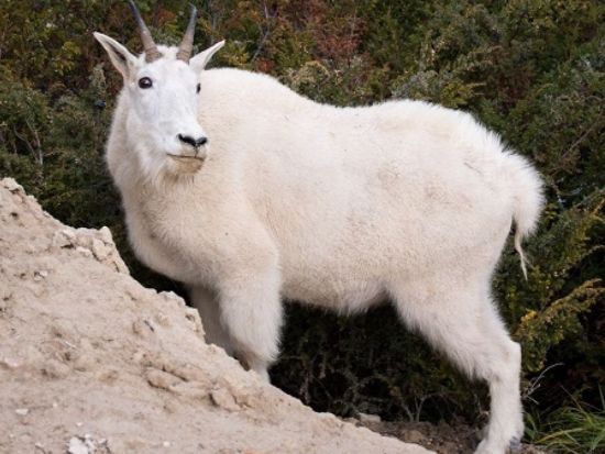 ジャスパー国立公園　野生動物観察ツアー ＜5～10月／英語ガイド＞