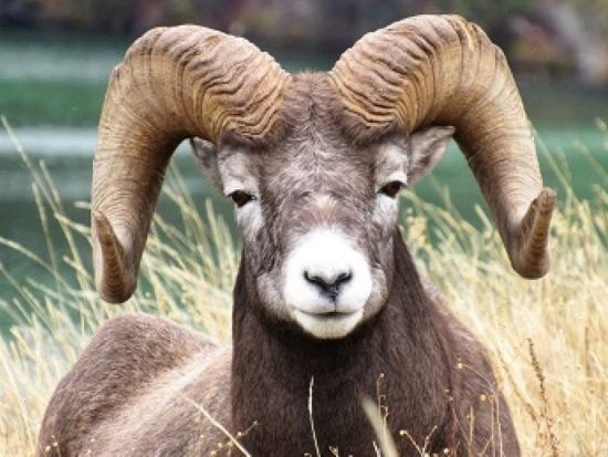 ジャスパー国立公園　野生動物観察ツアー ＜5～10月／英語ガイド＞