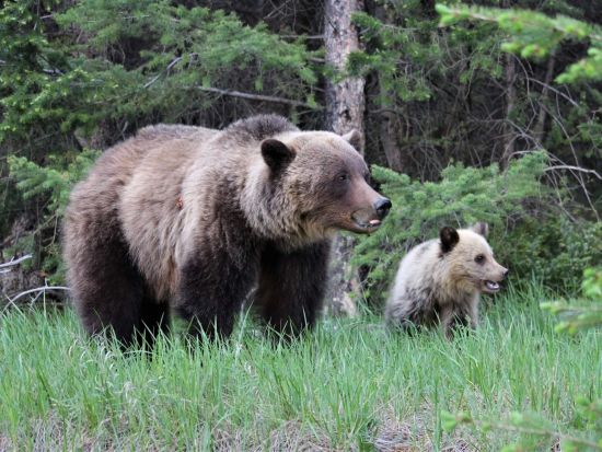 ジャスパー国立公園　野生動物観察ツアー ＜5～10月／英語ガイド＞