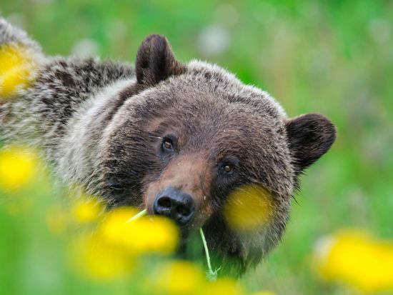 ジャスパー国立公園　野生動物観察ツアー ＜5～10月／英語ガイド＞の写真5