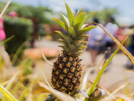 Hawaii_Oahu_shutterstock_657919645
