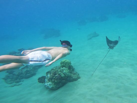 少人数制スキンダイビングツアー　初心者向け！ワイキキ沖のウミガメ生息ポイントで素潜り体験＜ボートエントリー／日本語インストラクター／送迎付き＞