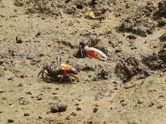 【当日・直前予約OK！】《初めてのSUP体験＆マングローブ観察》ダブルで楽しい！リバーSUPツアー☆無料撮影＆写真データプレゼント＜中部（嘉手納町発）/2時間＞