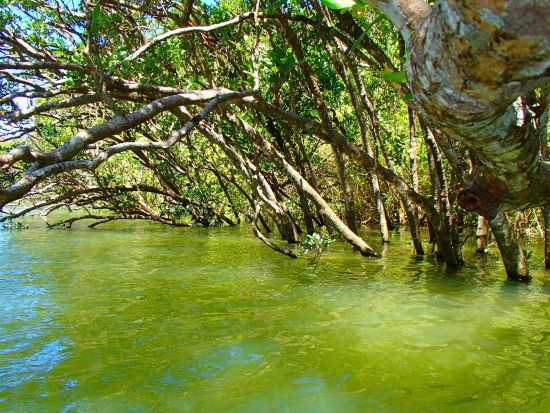 【当日・直前予約OK！】《初めてのSUP体験＆マングローブ観察》ダブルで楽しい！リバーSUPツアー☆無料撮影＆写真データプレゼント＜中部（嘉手納町発）/2時間＞