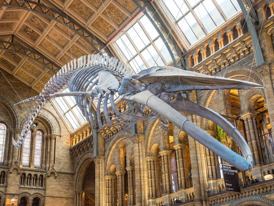 UK_London_Natural History Museum_pixta_89551744_M