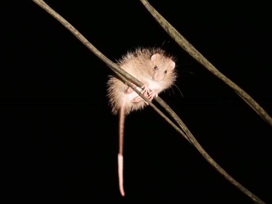 【名瀬市街エリア送迎可能】ミッドナイトツアー 通常より遅い時間のスタート　深い夜の時間に奄美の森で動物たちを観察 byミッドナイトツアー奄美＆四輪バギー