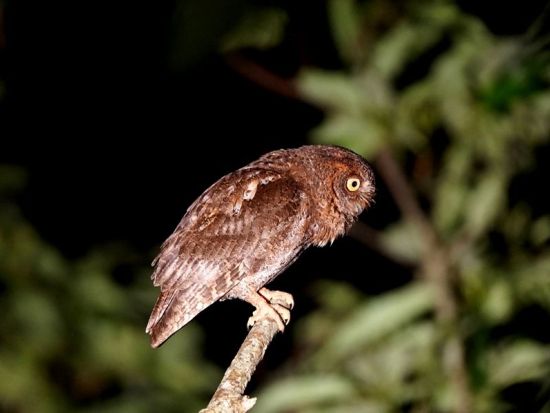 【名瀬市街エリア送迎可能】ミッドナイトツアー 通常より遅い時間のスタート　深い夜の時間に奄美の森で動物たちを観察 byミッドナイトツアー奄美＆四輪バギー