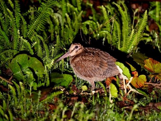 【名瀬市街エリア送迎可能】ミッドナイトツアー 通常より遅い時間のスタート　深い夜の時間に奄美の森で動物たちを観察 byミッドナイトツアー奄美＆四輪バギー
