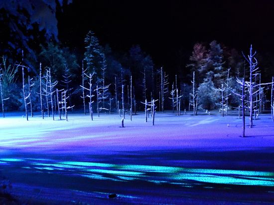 札幌発 日帰りバスツアー 旭山動物園＋美瑛町青い池　4月末～11月初旬はファーム富田見学＆パッチワーク車窓＜1名から催行／旭山動物園にて自由昼食／札幌市内発着＞