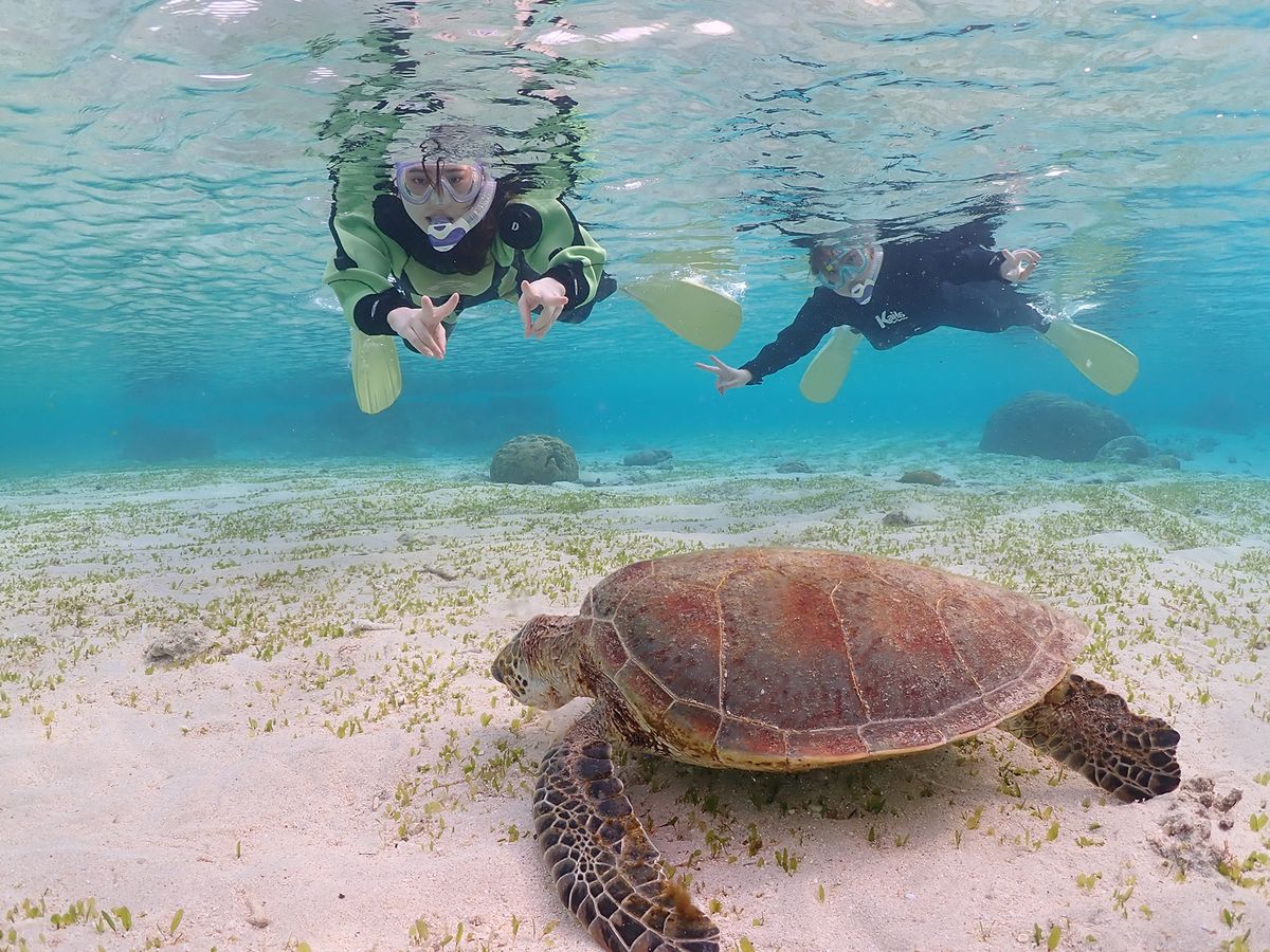 ウミガメ探検シュノーケリング 奄美の美しい海を観察 ウミガメに会いに
