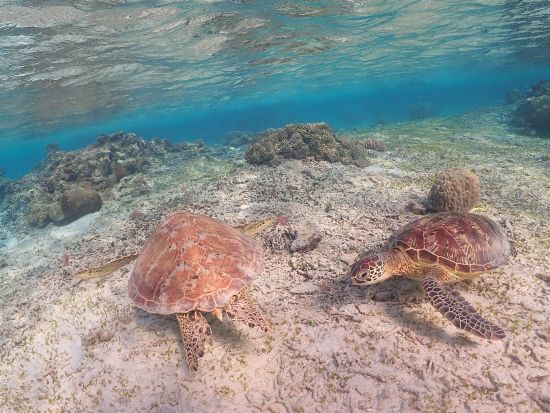 ウミガメ探検シュノーケリング　奄美の美しい海を観察 ウミガメに会いに行こう＜笠利町・龍郷町内送迎可＞byダイビングショップネバーランド