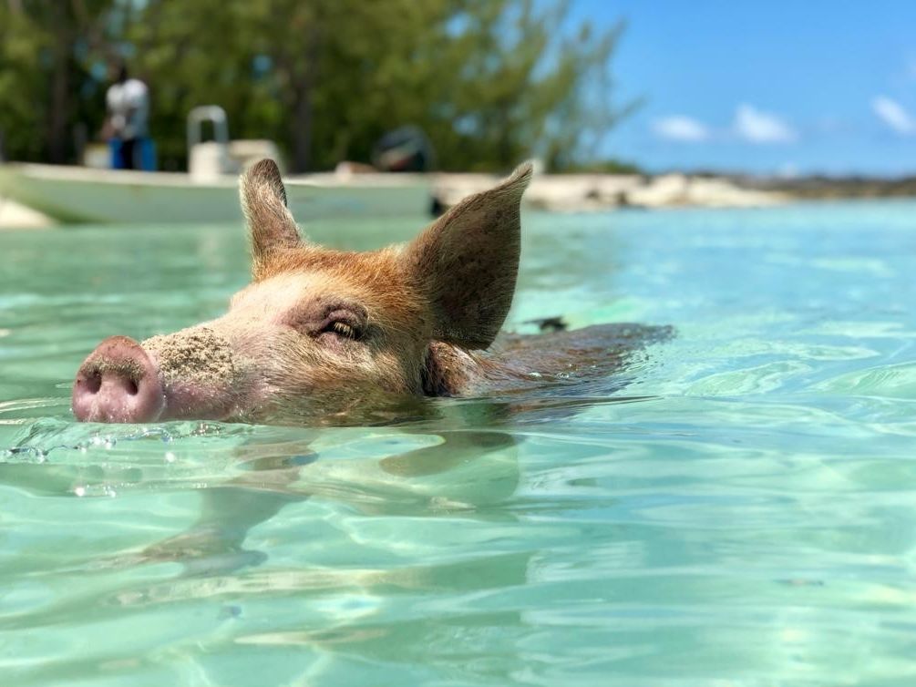 パワーボートで行く！エグズーマ諸島 日帰りツアー 豚さん＆イグアナ