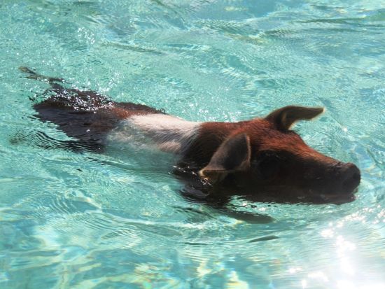 パワーボートで行く！エグズーマ諸島 日帰りツアー 豚さん＆イグアナビーチ＋サメが住むスタニヨルキー＜英語ドライバー／昼食／往路送迎付き／ナッソー発＞