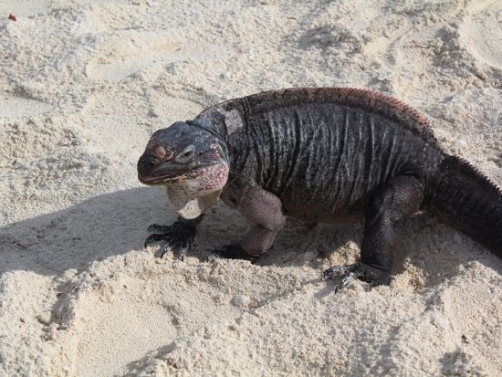パワーボートで行く！エグズーマ諸島 日帰りツアー 豚さん＆イグアナビーチ＋サメが住むスタニヨルキー＜英語ドライバー／昼食／往路送迎付き／ナッソー発＞
