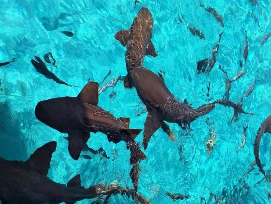 パワーボートで行く！エグズーマ諸島 日帰りツアー 豚さん＆イグアナビーチ＋サメが住むスタニヨルキー＜英語ドライバー／昼食／往路送迎付き／ナッソー発＞