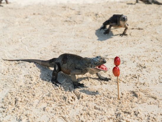 パワーボートで行く！エグズーマ諸島 日帰りツアー 豚さん＆イグアナビーチ＋サメが住むスタニヨルキー＜英語ドライバー／昼食／往路送迎付き／ナッソー発＞