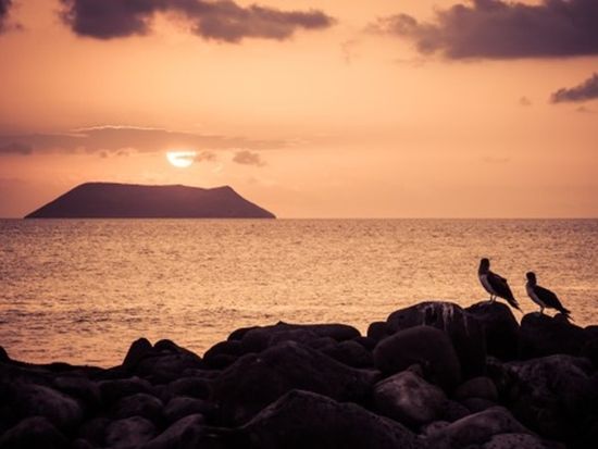 Galapagos, North Seymour Island 2 (Large) (Custom)