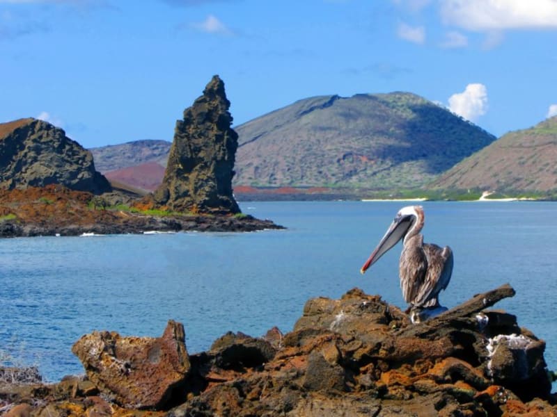 Galapagos, San Bartolome (Pinnacle Rock + Pelican) (1) (Custom)