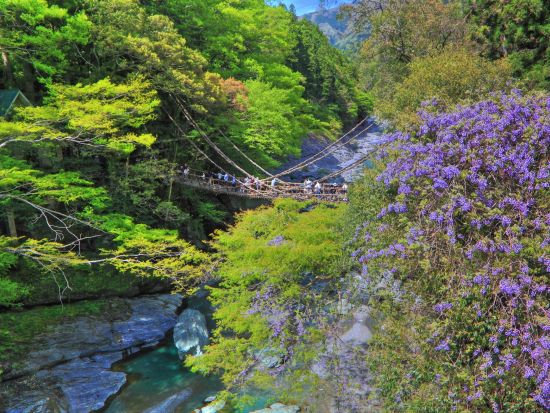 貸切観光タクシー 高松発・祖谷渓ハイライト観光 かずら橋＋ひの字＋小便小僧＜7時間／1-9名／高松発着＞4名参加で1名11,900円～ by 平井タクシー