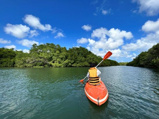バリ島 マングローブカヌー体験　野鳥観測やインドネシア固有種について説明あり ＜日本語ガイド＞by JTB