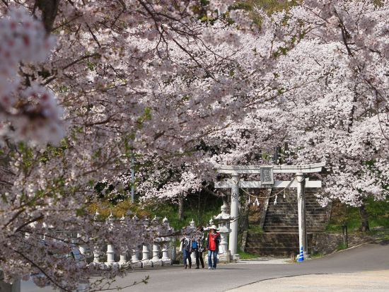 貸切観光タクシー プロの写真家がご案内！香川の四季をカメラに収めるフォトツアー 栗林公園＋屋島＋白山神社 他＜9時間／1-9名／高松発着＞by 平井タクシー
