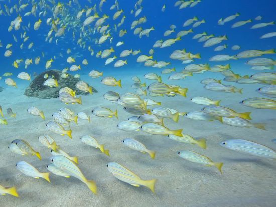貸切シュノーケリングツアー　透明度抜群の西オアフの海でウミガメやイルカに出会えるチャンス！安心の初心者レッスンあり＜4時間／日本語／送迎付＞