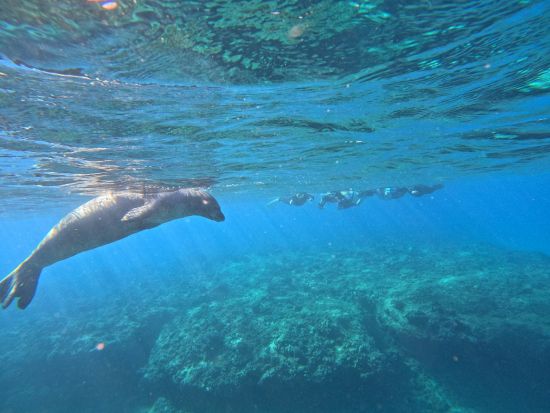 貸切シュノーケリングツアー　透明度抜群の西オアフの海でウミガメやイルカに出会えるチャンス！安心の初心者レッスンあり＜4時間／日本語／送迎付＞