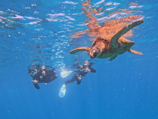 貸切シュノーケリングツアー　透明度抜群の西オアフの海でウミガメやイルカに出会えるチャンス！安心の初心者レッスンあり＜4時間／日本語／送迎付＞