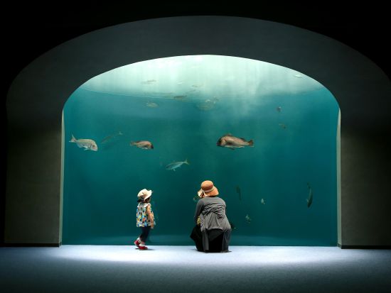 貸切観光タクシー プロの写真家がご案内！ 香川ハイライトツアー 栗林公園＋四国水族館 他＜8時間／1-9名／高松発着＞by 平井タクシー