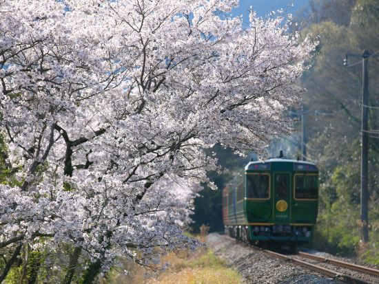 貸切観光タクシー プロの写真家がご案内！土讃線 鉄道フォトツアー 香川から徳島の名所を巡る旅＜10時間／1⁻9名／高松発着＞by 平井タクシー