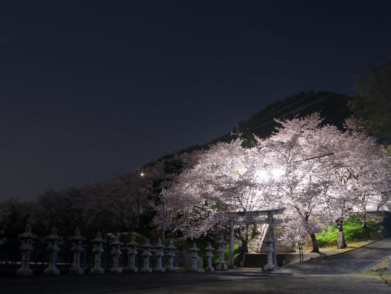 貸切観光タクシー プロの写真家がご案内！ナイトフォトツアー 瀬戸大橋記念公園＋高松港サンポート＋屋島＜7時間／1⁻9名／高松発着＞by 平井タクシー