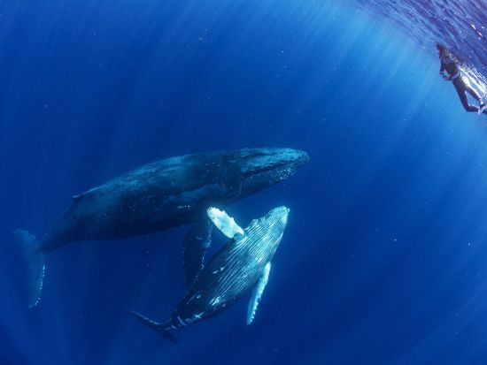 ホエールスイム クジラと一緒に泳ぐ貴重な感動体験！忘れられない思い出作りを by スーパーフィッシュダイビング沖縄＜Cカード要／那覇発／那覇市内ホテル送迎無料＞