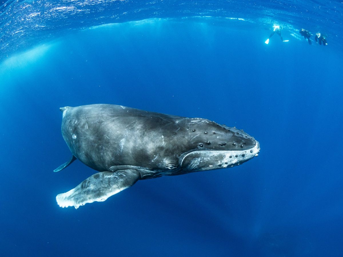 ホエールスイム クジラと一緒に泳ぐ貴重な感動体験！忘れられない