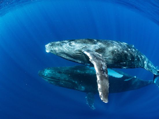 ホエールスイム クジラと一緒に泳ぐ貴重な感動体験！忘れられない思い出作りを by スーパーフィッシュダイビング沖縄＜Cカード要／那覇発／那覇市内ホテル送迎無料＞