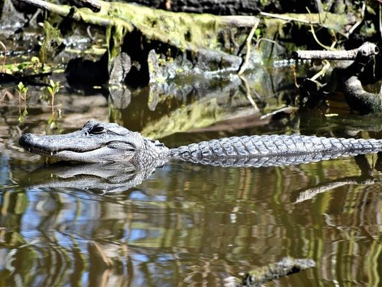main_ECLUSA_-_Bayou_Black_alligator