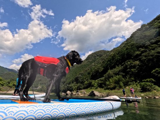 【愛犬連れOK】SUPツアー 仁淀ブルーを満喫！愛犬と一緒に水上散歩 5歳～参加OK＜2時間／午前 or 午後／3～11月／越知町＞