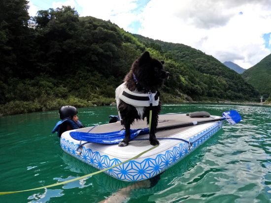 【愛犬連れOK】SUPとカヌーを融合させた「ZAB」ツアー 愛犬と一緒に仁淀川を水上散歩 5歳～参加OK＜3時間／午前 or 午後／3～11月／越知町＞