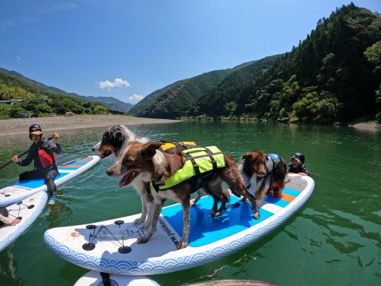【愛犬連れOK】SUPツアー 仁淀ブルーを満喫！愛犬と一緒に水上散歩 5歳～参加OK＜2時間／午前 or 午後／3～11月／越知町＞