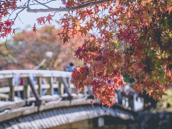 Japan_Kyoto_Arashiyama_Autumn_shutterstock_358652648